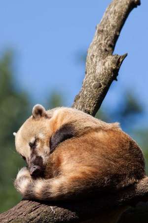 A Sweet Sleeping South American Ring-Tailed Coatimundi Animal Journal de Cs Creations