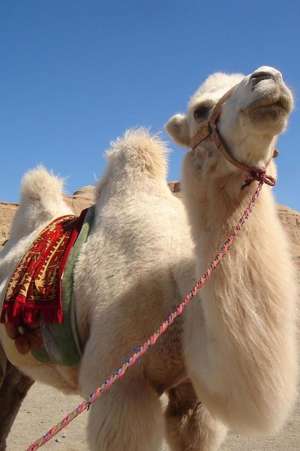 A Charming White Camel in the Desert in Mongolia Journal de Cs Creations