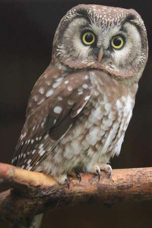 Boreal Owl Perched on a Branch Journal de Cool Image