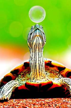 A Turtle and a Bubble de Unique Journal