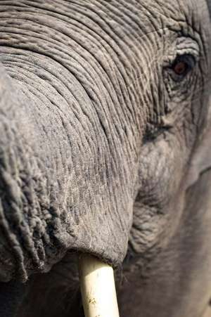 An Elephant Saying Hello de Unique Journal