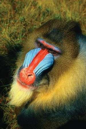 Mandrill Notebook de Services, N. D. Author