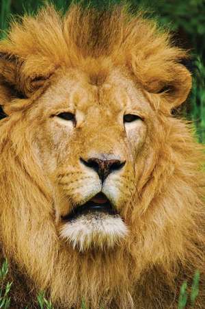 Lion Notebook de Services, N. D. Author