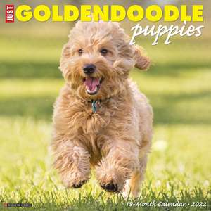 GOLDENDOODLE PUPPIES 2022 WALL CALENDAR de Willow Creek Press