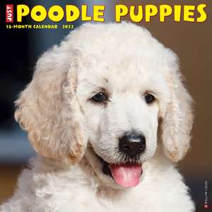 POODLE PUPPIES 2022 WALL CALENDAR de Willow Creek Press