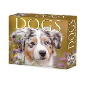 Dogs 2025 6.2 X 5.4 Box Calendar de Willow Creek Press