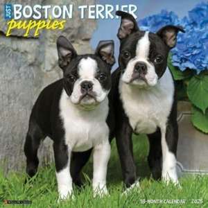 Just Boston Terrier Puppies 2025 12 X 12 Wall Calendar de Willow Creek Press