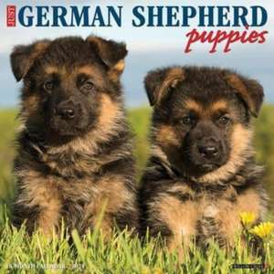 Just German Shepherd Puppies 2025 12 X 12 Wall Calendar de Willow Creek Press