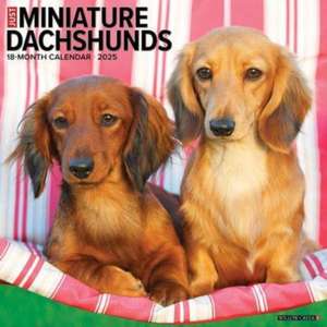 Just Miniature Dachshunds 2025 12 X 12 Wall Calendar de Willow Creek Press