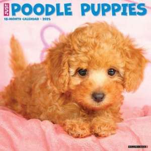 Just Poodle Puppies 2025 12 X 12 Wall Calendar de Willow Creek Press