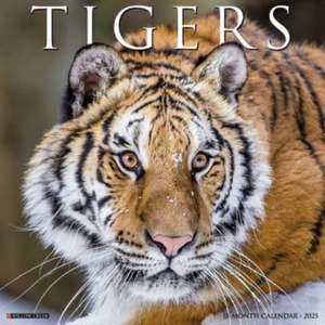 Tigers 2025 12 X 12 Wall Calendar de Willow Creek Press