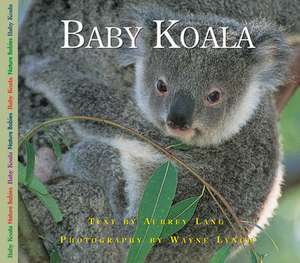 Baby Koala de Aubrey Lang