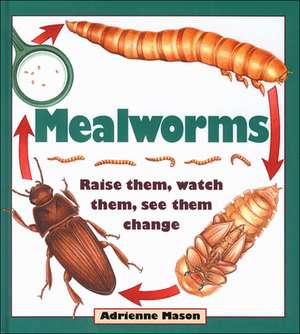 Mealworms: Raise them, watch them, see them change de Adrienne Mason