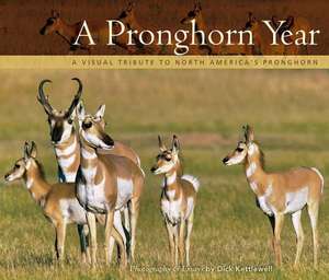 A Pronghorn Year: A Visual Tribute to North America's Pronghorn de Dick Kettlewell