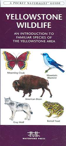 Yellowstone Wildlife: An Introduction to Familiar Species of Yellowstone Area de James Kavanagh