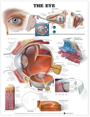 The Eye Anatomical Chart de Anatomical Chart Company