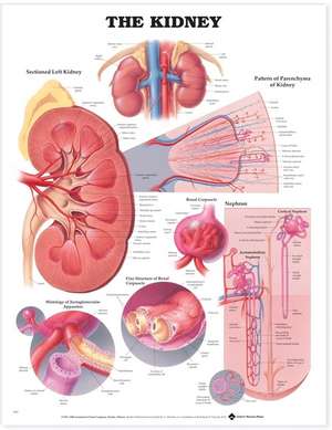 The Kidney Anatomical Chart de Anatomical Chart Company