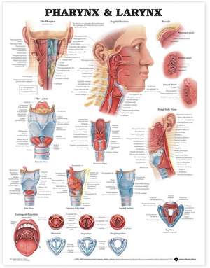 Pharynx & Larynx Anatomical Chart de Anatomical Chart Company