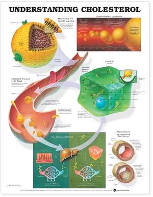 Understanding Cholesterol Anatomical Chart de Anatomical Chart Company