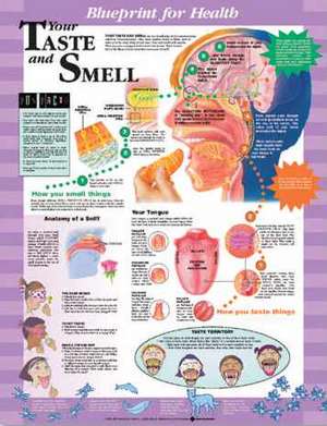 Blueprint for Health Your Taste and Smell Chart de Anatomical Chart Company