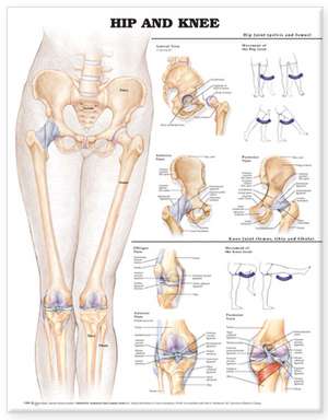 Hip and Knee Anatomical Chart de Anatomical Chart Company