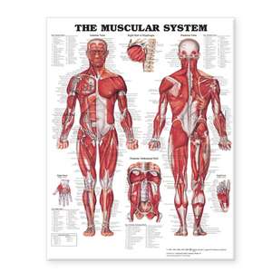 The Muscular System Giant Chart de Anatomical Chart Company