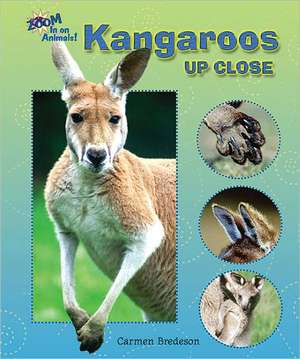 Kangaroos Up Close de Carmen Bredeson