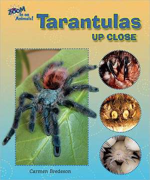 Tarantulas Up Close de Carmen Bredeson