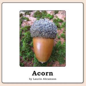 Acorn de Laurin Abramson