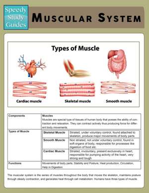 Muscular System (Speedy Study Guide) de Speedy Publishing Llc