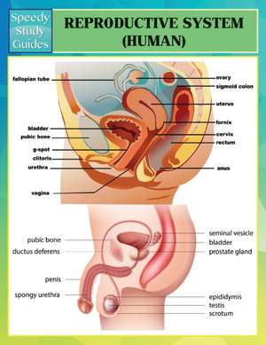 Reproductive System (Human) (Speedy Study Guides) de Speedy Publishing Llc