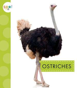 Ostriches de Lisa Amstutz