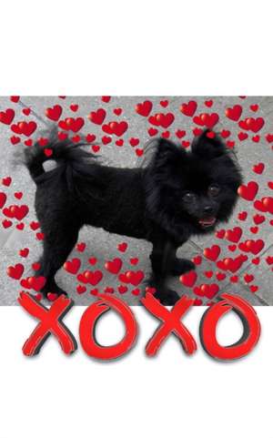 Valentine's all Love xoxo Pomeranian creative blank journal de Michael Huhn