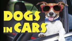 Dogs in Cars de Jack Russell