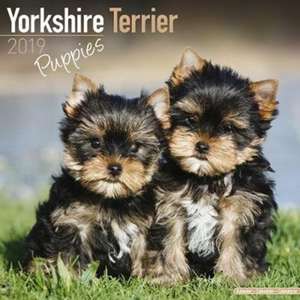 Yorkshire Terrier Puppies Calendar 2019 de Avonside Publishing Ltd