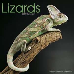 Lizards Calendar 2019 de Avonside Publishing Ltd