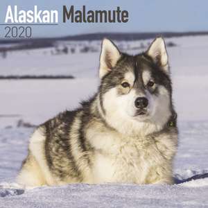 Alaskan Malamute Calendar 2020 de Avonside Publishing Ltd