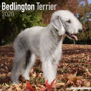 Bedlington Terrier Calendar 2020 de Avonside Publishing Ltd