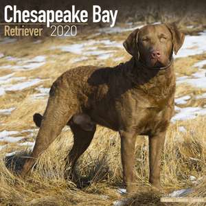 Chesapeake Bay Retriever Calendar 2020 de Avonside Publishing Ltd