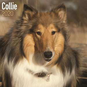 Collie Calendar 2020 de Avonside Publishing Ltd