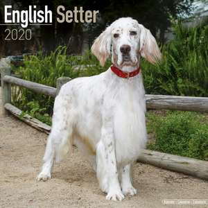 English Setter 2020 de Avonside Publishing Ltd