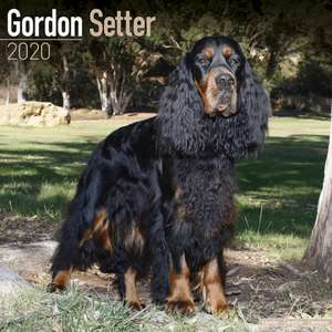 Gordon Setter 2020 de Avonside Publishing Ltd