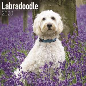 Labradoodle Calendar 2020 de Avonside Publishing Ltd