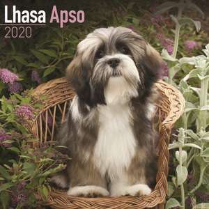 Lhasa Apso Calendar 2020 de Avonside Publishing Ltd