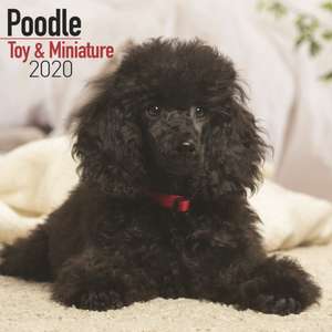 Poodle (Toy & Miniature) Calendar 2020 de Avonside Publishing Ltd