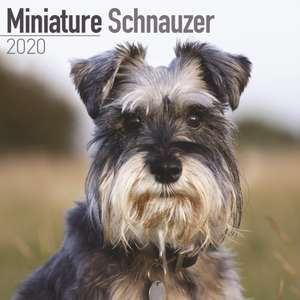 Miniature Schnauzer Calendar 2020 de Avonside Publishing Ltd