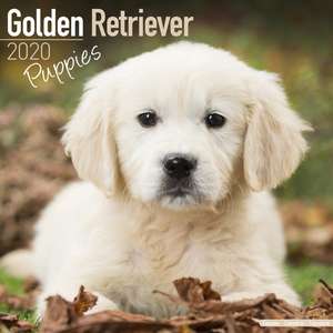 Golden Retriever Puppies Calendar 2020 de Avonside Publishing Ltd