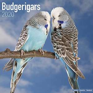 Budgerigars - Wellensittiche 2020 de AVONSIDE PUBLISHING