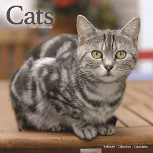 Cats Calendar 2020 de Avonside Publishing Ltd