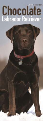 Chocolate Labrador Retriever Slim Calendar 2020 de Avonside Publishing Ltd